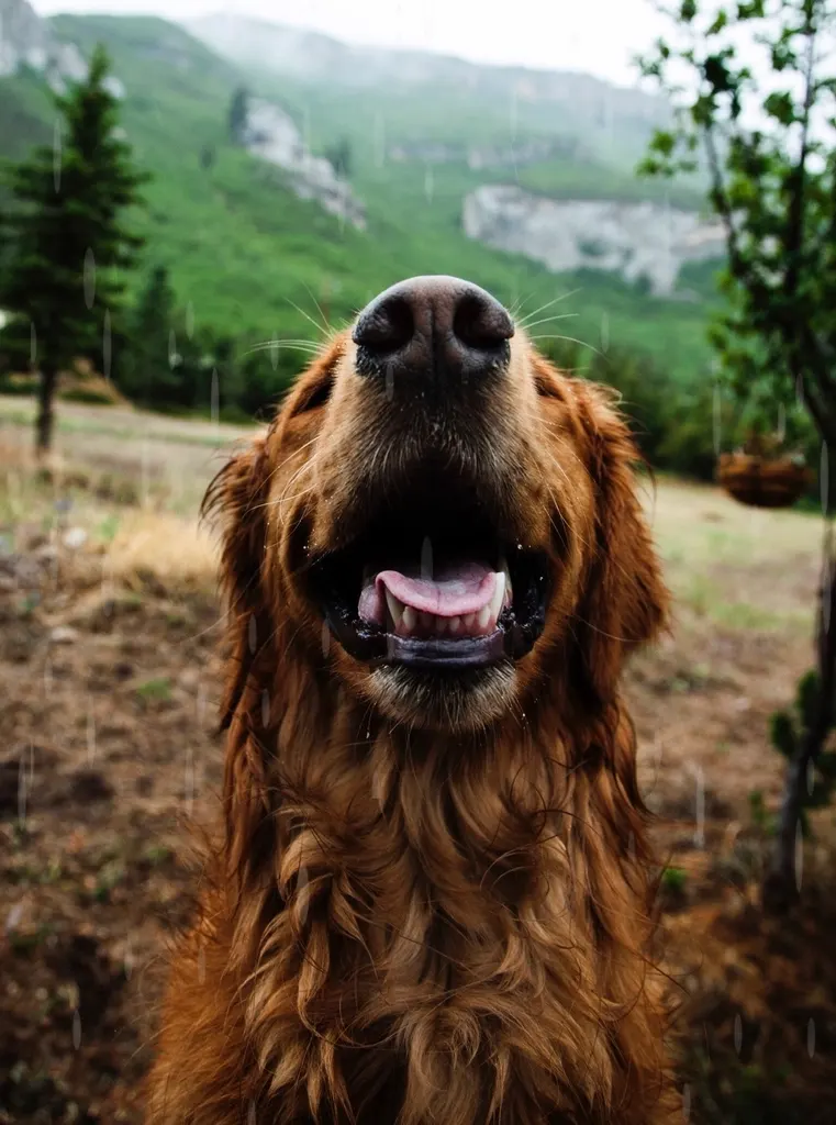 Gülümseyen, mutlu görünen bir köpek